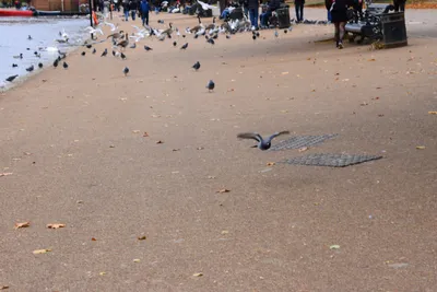 DSC_0644 (Large).JPG